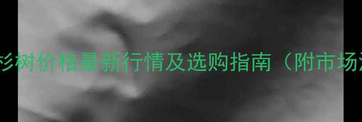 图片 北美兰杉树价格最新行情及选购指南（附市场深度）1