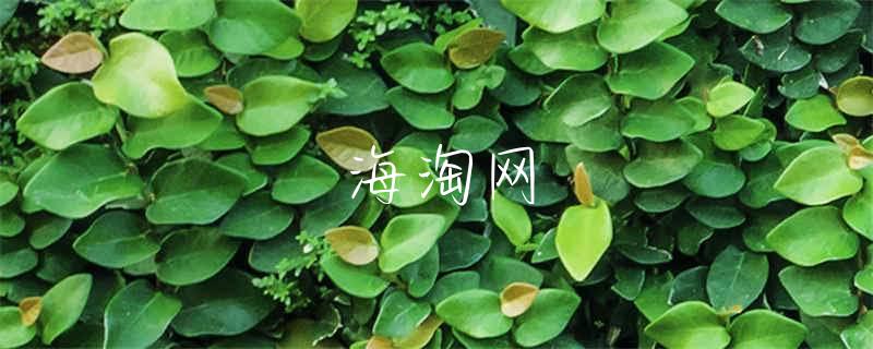 韩国naver